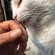 Autumn Moon is registered to the contest to win money with this photo: affection, animal, cat, close_contact, close_up, cute, domestic, feline, finger, fur, gentle, hand, indoor, interaction, licking, paw, person, pet, soft_lighting, whiskers