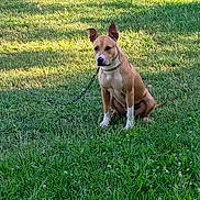 Tinkerbell is registered to the contest to win money with this photo: dog, animal, grass, outdoor, pet, leash, collar, sunlight, greenery, nature, canine, sitting, fur, ears, daylight, field, mammal, domestic_animal, quiet, alone