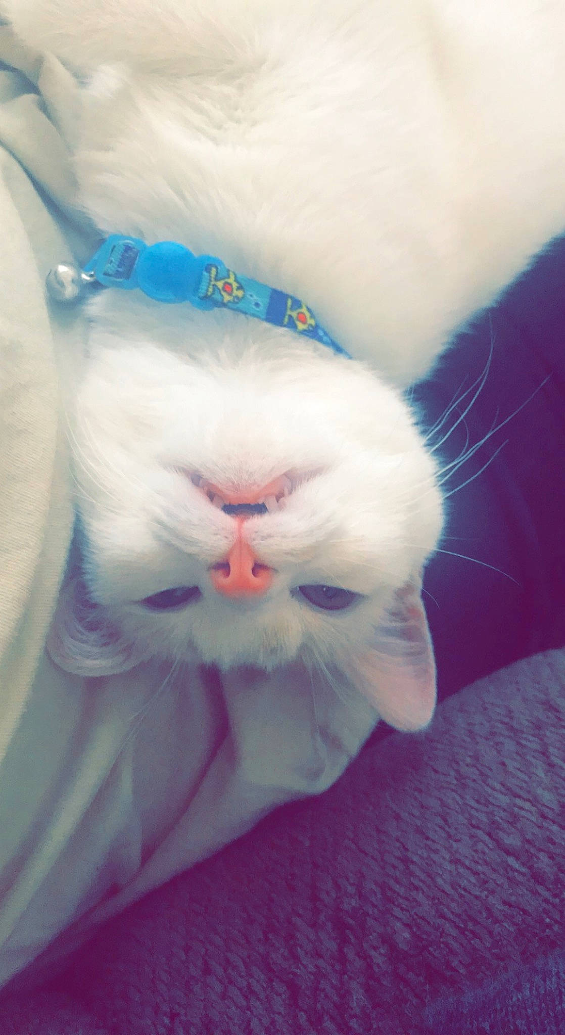 Kionu joined the competition — help win amazing prizes! carnivore, cat, comfort, electric_blue, eye, felidae, foot, fur, gesture, head, human_leg, iris, leg, paw, petal, plant, small_to_medium_sized_cats, snout, tail, whiskers