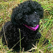 Pixie is registered to the contest to win money with this photo: puppy, black_dog, curly_fur, grass, outdoor, collar, cute, pet, animal, nature, young_dog, portrait, fur, sitting, looking_up, playful, friendly, small_dog, adorable, canine