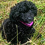 puppy, black_dog, curly_fur, grass, outdoor, collar, cute, pet, animal, nature, young_dog, portrait, fur, sitting, looking_up, playful, friendly, small_dog, adorable, canine