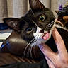 Bubs is registered to the contest to win money with this photo: animal, black_and_white, cat, closeup, cozy, curious, cute, domestic_cat, ears, eyes, face, feline, fur, hand, indoor, person, pet, tongue_out, tuxedo_cat, whiskers