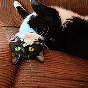 Bubs is registered to the contest to win money with this photo: animal, black_and_white, brown_couch, cat, close_up, couch, cute, domestic_cat, feline, fur, green_eyes, indoor, lying_down, pet, relaxed, resting, ribbed_fabric, tuxedo_cat, upside_down, whiskers