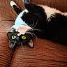 animal, black_and_white, brown_couch, cat, close_up, couch, cute, domestic_cat, feline, fur, green_eyes, indoor, lying_down, pet, relaxed, resting, ribbed_fabric, tuxedo_cat, upside_down, whiskers