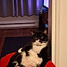 Bubs joined the competition — help win amazing prizes! animal, black_and_white, cat, couch, cozy, curtains, domestic_cat, ears, floor, furniture, home, indoor, lounging, pet, red_blanket, relaxed, resting, television, tuxedo_cat, whiskers