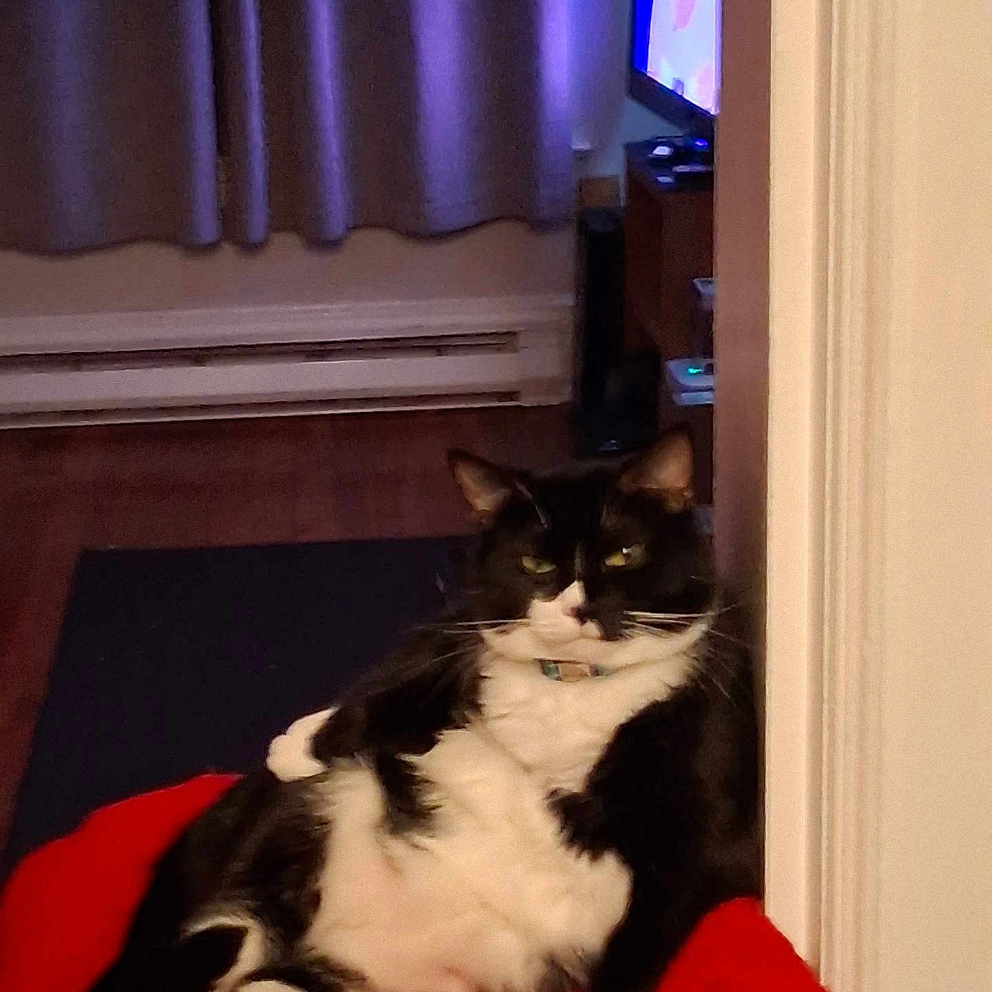 Bubs joined the competition — help win amazing prizes! animal, black_and_white, cat, couch, cozy, curtains, domestic_cat, ears, floor, furniture, home, indoor, lounging, pet, red_blanket, relaxed, resting, television, tuxedo_cat, whiskers