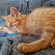 Ozzy joined the competition — help win amazing prizes! kitten, sleeping, orange_cat, paw, fur, cozy, blanket, soft, pet, animal, relaxing, cute, whiskers, closeup, indoor, resting, tiny_paw, feline, nap, comfort