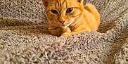 Ozzy is registered to the contest to win money with this photo: animal, blanket, cat, close_up, cozy, cute, domestic_animal, ears, feline, fur, indoor, kitten, orange_tabby, paws, pet, relaxed, resting, soft_texture, whiskers, young