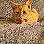 animal, blanket, cat, close_up, cozy, cute, domestic_animal, ears, feline, fur, indoor, kitten, orange_tabby, paws, pet, relaxed, resting, soft_texture, whiskers, young