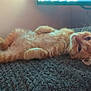 Ozzy joined the competition — help win amazing prizes! kitten, cat, orange_cat, lying_down, relaxed, pet, feline, fur, whiskers, indoor, blanket, texture, curious, resting, cute, animal, young_cat, sleepy, cozy, soft_light