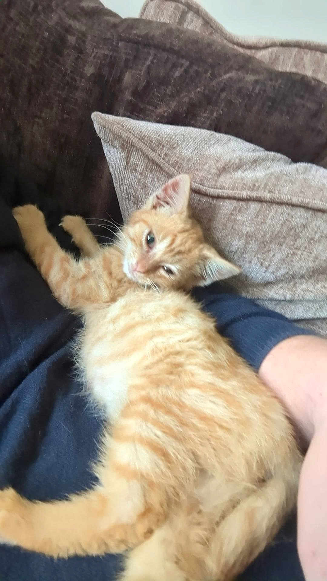 Ozzy joined the competition — help win amazing prizes! kitten, cat, orange_cat, feline, pet, animal, resting, couch, pillow, indoor, fur, whiskers, cute, relaxed, sleepy, tabby, domestic_cat, soft, warm, companion