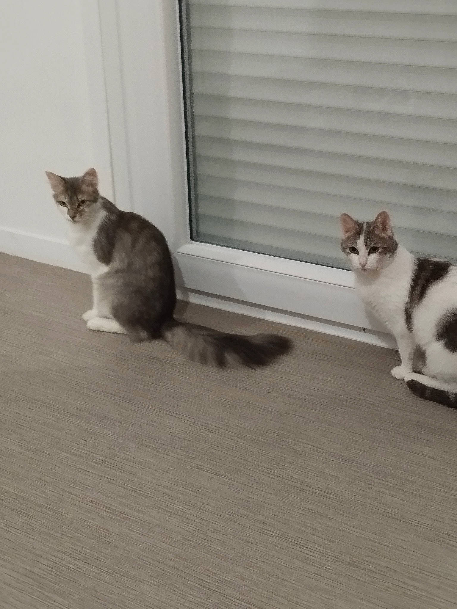 Bibiche a rejoint le concours — aidez-le/la à gagner de superbes lots ! carnivore, cat, comfort, curtain, domestic_short_haired_cat, fawn, felidae, floor, flooring, fur, grey, hardwood, paw, sitting, small_to_medium_sized_cats, snout, tail, whiskers, window, wood