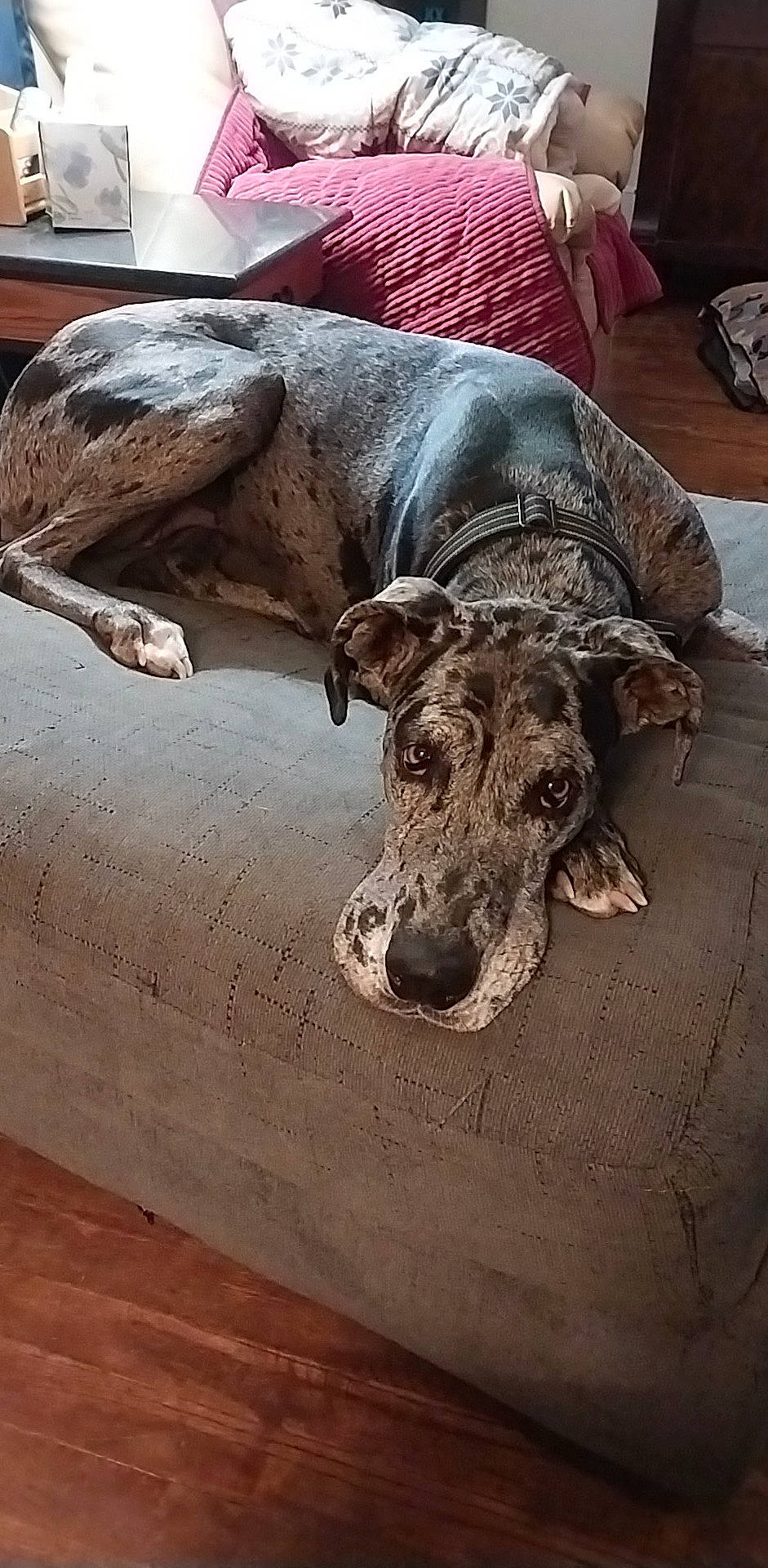 Willow joined the competition — help win amazing prizes! canidae, carnivore, comfort, companion_dog, couch, dog, dog_breed, fawn, flooring, fur, guard_dog, hardwood, human_leg, liver, snout, sporting_group, tail, terrestrial_animal, wood, working_animal