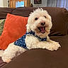 dog, pet, small_dog, fluffy, white_fur, happy, smiling, open_mouth, sitting, lying_down, blue_outfit, collar, couch, sofa, pillows, living_room, indoor, home, portrait, funny