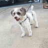 dog, pet, animal, scruffy_dog, white_fur, brown_fur, curly_fur, standing, leash, harness, outdoor, driveway, concrete, garage, parked_car, grass, tail, open_mouth, portrait, daylight