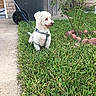 dog, white_dog, fluffy, small_dog, pet, animal, leash, harness, collar, sitting, grass, lawn, garden, tree, plants, brick_edging, fence, trash_bin, outdoors, suburban