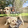 dog, dogs, canine, fluffy, cream_colored, small_dog, matching_shirts, hawaiian_shirt, patterned_clothing, outdoor, backyard, patio, grass, trees, fence, house, sunlight, reflection, glass, portrait