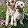 Knuckles And Max