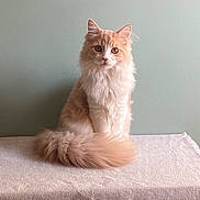 Octave participe au concours pour gagner de l'argent avec cette photo : cat, fluffy, sitting, tail, beige, fur, portrait, pet, indoor, table, animal, cute, whiskers, ears, eyes, feline, calm, domestic, soft, background