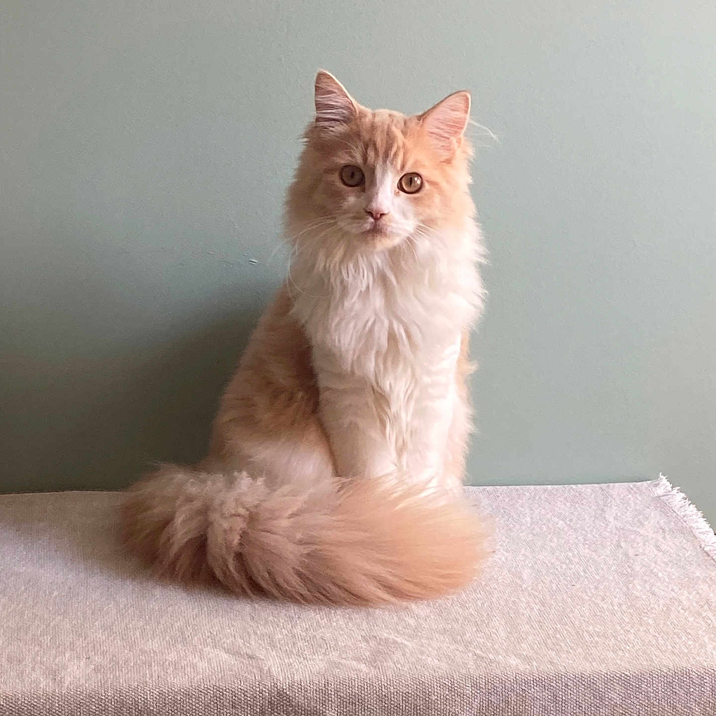 Octave participe au concours pour gagner de l'argent avec cette photo : cat, fluffy, sitting, tail, beige, fur, portrait, pet, indoor, table, animal, cute, whiskers, ears, eyes, feline, calm, domestic, soft, background