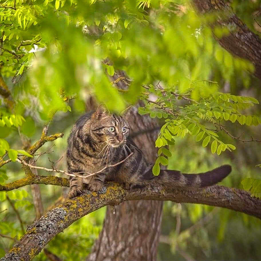 Chacha participe au concours pour gagner de l'argent avec cette photo : animal, cat, conifer, grove, jungle, kitten, land, leaf, moss, nature, oak, ocelot, outdoors, pet, plant, rainforest, tree, treetrunk, vegetation, woodland