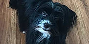 Thunder joined the competition — help win amazing prizes! adorable, animal, black, companion, curious, cute, dog, domestic, floor, friendly, fur, house, indoor, looking_up, mammal, pet, small_dog, standing, white, wooden_floor