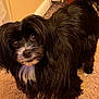 Thunder joined the competition — help win amazing prizes! animal, black, carpet, companion, curious, cute, dog, domestic, door_stopper, floor, friendly, fur, indoor, long_hair, looking, mammal, pet, small_dog, standing, white_patch