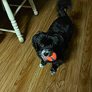 Thunder is registered to the contest to win money with this photo: animal, ball, black_dog, canine, cute, dog, domestic_animal, ears, flooring, fur, indoor, looking_up, mouth, pet, playful, small_dog, tail, toy, white_markings, wooden_floor