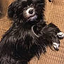 Thunder is registered to the contest to win money with this photo: animal, black_dog, canine, companion, couch, curious, cute, dog, domestic, fluffy, friendly, fur, indoor, long_hair, looking_up, paw, pet, relaxed, resting, white_paws