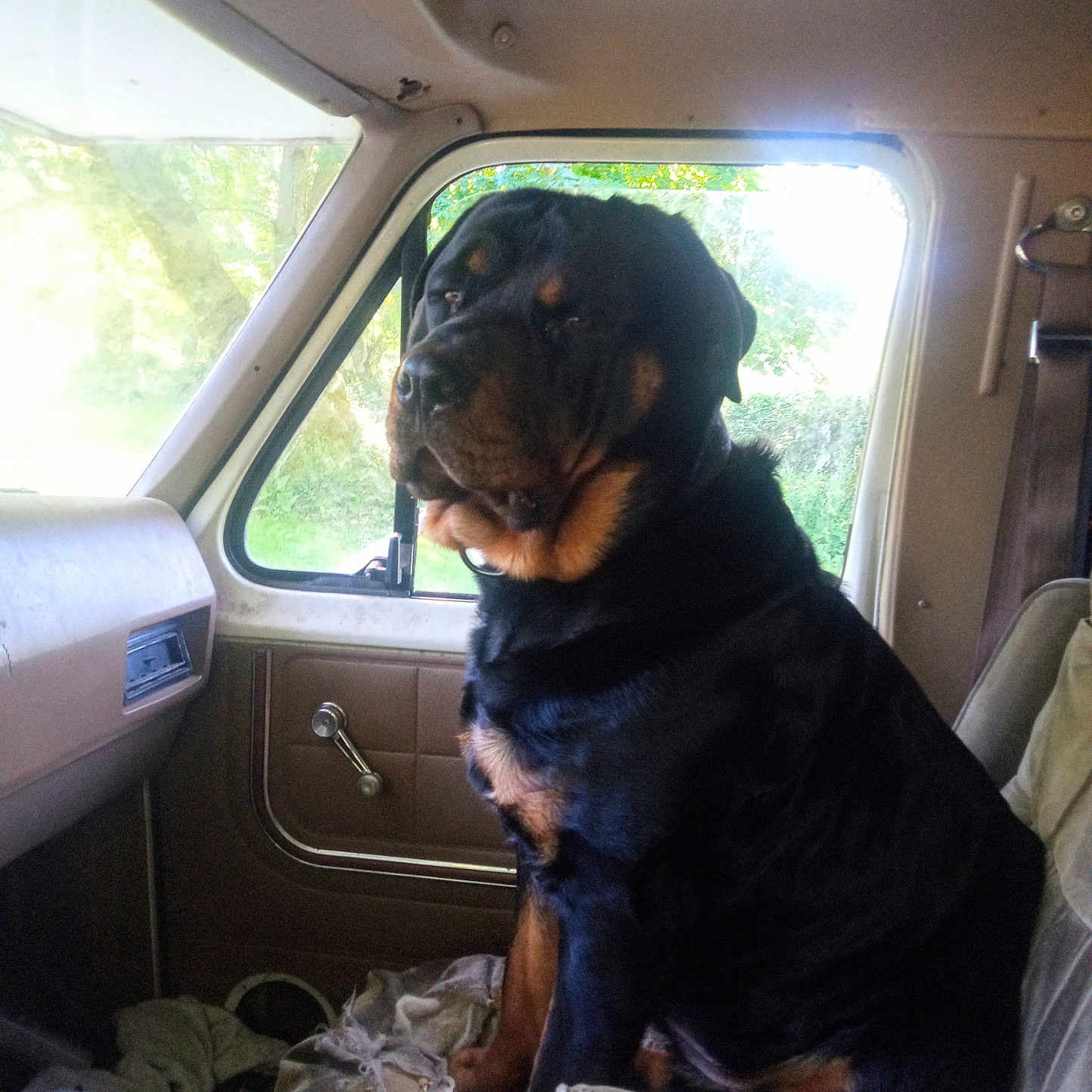 Jolene Kamna joined the competition — help win amazing prizes! accessories, animal, belt, bulldog, canine, car, car_interior, carseat, cartrunk, couch, cushion, dog, furniture, homedecor, hound, person, pet, puppy, transportation, vehicle