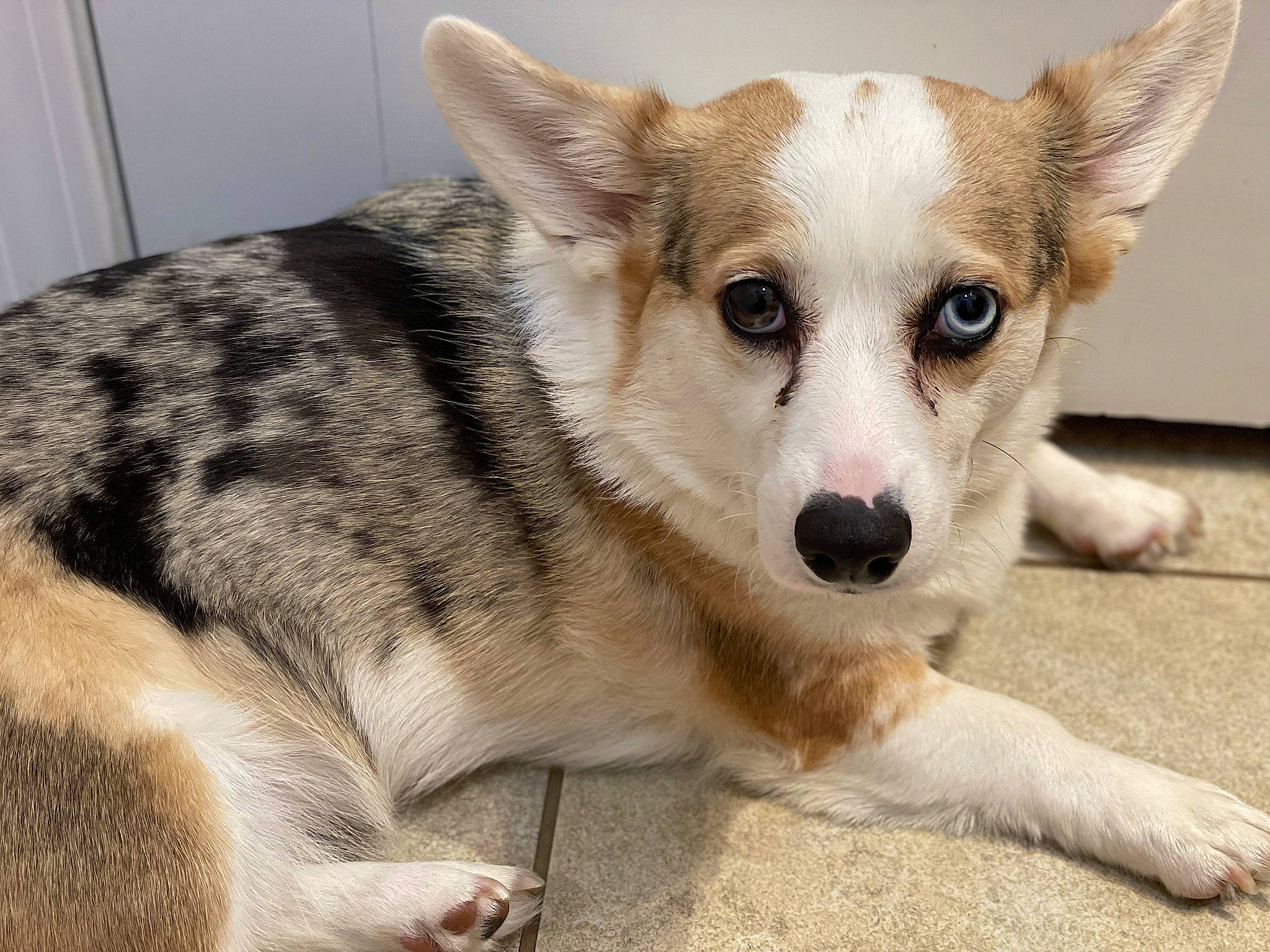 Harlow Blu is registered to the contest to win money with this photo: ancient_dog_breeds, canidae, carnivore, collar, companion_dog, dog, dog_breed, fur, paw, sled_dog, snout, sporting_group, terrestrial_animal, whiskers, working_dog