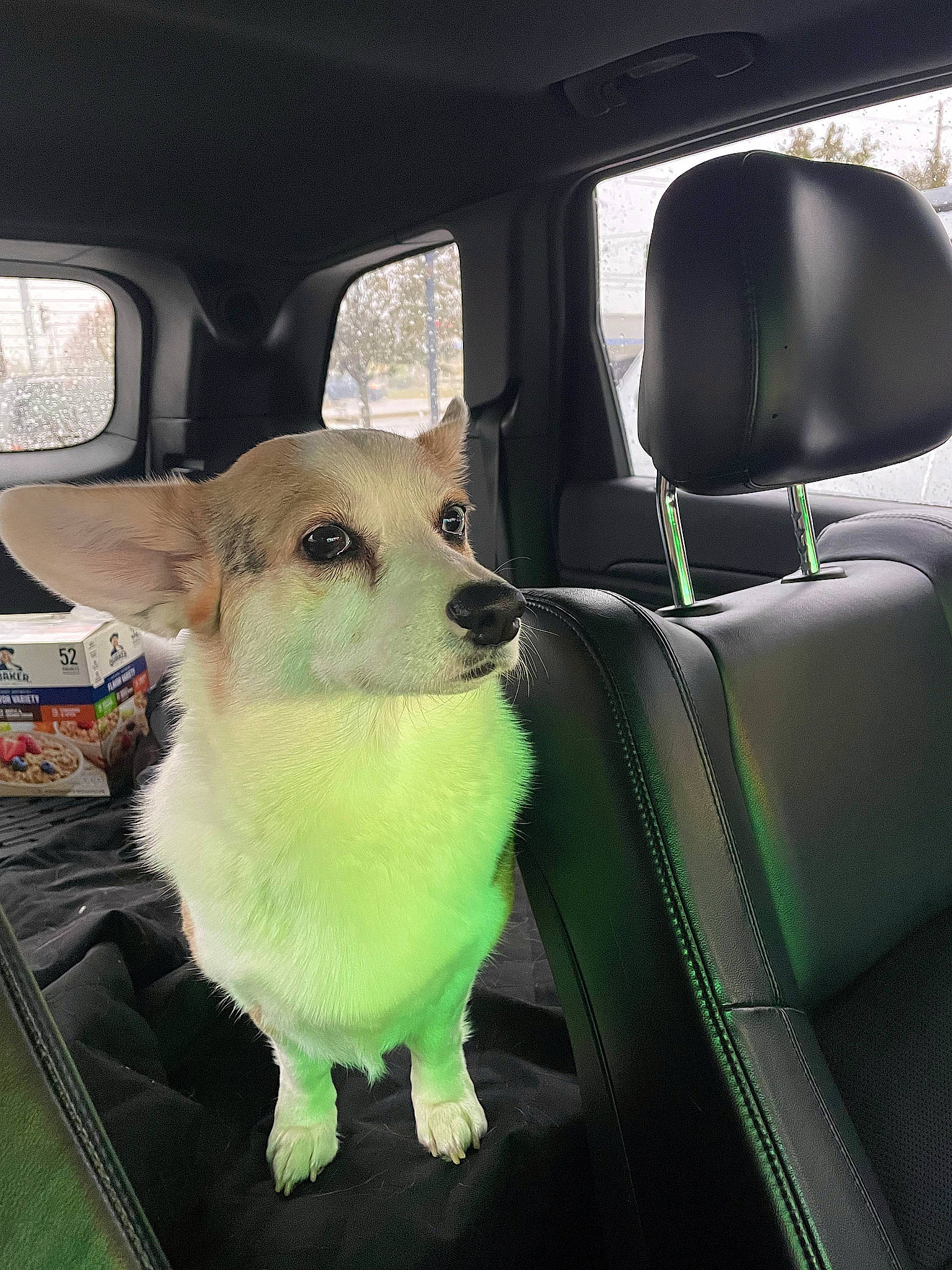 Harlow Blu joined the competition — help win amazing prizes! automotive_exterior, automotive_lighting, automotive_mirror, car, car_seat, carnivore, collar, companion_dog, dog, dog_breed, fawn, motor_vehicle, seat_belt, selfie, snout, stuffed_toy, vehicle, vehicle_door, window, working_animal