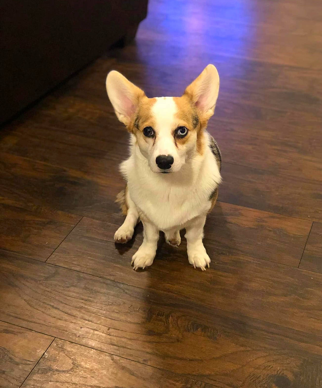 Harlow Blu is registered to the contest to win money with this photo: carnivore, chihuahua, companion_dog, dog, dog_breed, dog_supply, fawn, floor, flooring, happy, hardwood, paw, snout, sporting_group, tail, toy_dog, whiskers, wood, wood_stain, working_animal