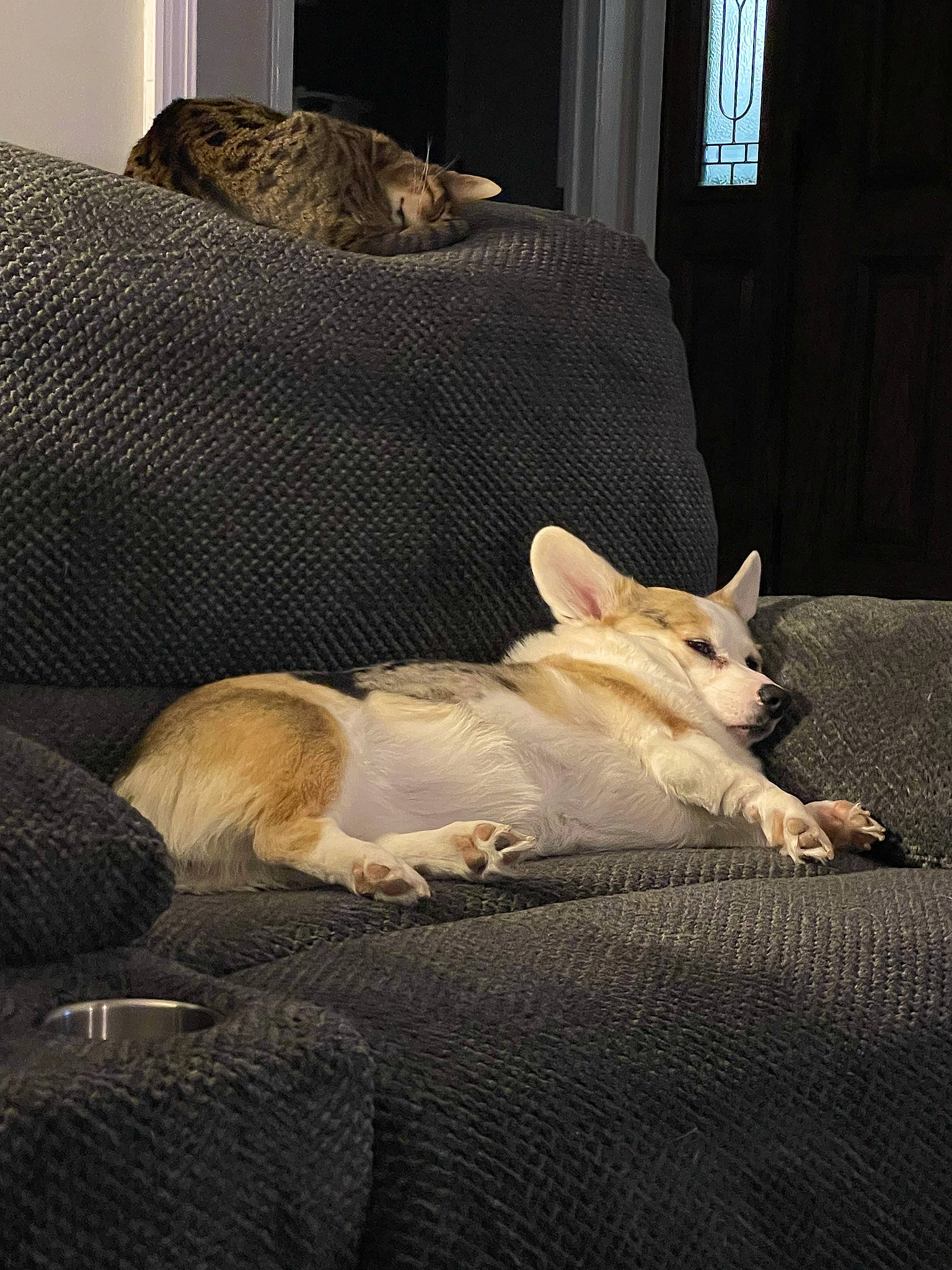 Harlow Blu is registered to the contest to win money with this photo: bedding, bedroom, carnivore, comfort, companion_dog, couch, dog_breed, fawn, felidae, floor, flooring, fur, human_leg, linens, small_to_medium_sized_cats, tail, tints_and_shades, whiskers, window, wood