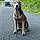 Baloo