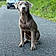 Baloo