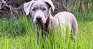 Baloo participe au concours pour gagner de l'argent avec cette photo : puppy, dog, grass, greenery, nature, outdoor, animal, young, curious, canine, field, forest, pet, fur, ears, snout, background, wildlife, playful, summer