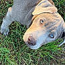 Baloo participe au concours pour gagner de l'argent avec cette photo : puppy, dog, grass, outdoor, animal, pet, close_up, blue_eyes, fur, canine, young, nature, cute, looking_up, adorable, mammal, playful, head, ears, nose