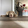 Baloo participe au concours pour gagner de l'argent avec cette photo : dog, lying_down, floor, indoor, modern_home, hanging_chair, kitchen, tongue_out, brown_dog, pet, relaxed, cozy, house, animal, flooring, door, furniture, domestic_animal, cute, resting