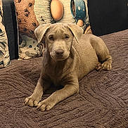 Baloo a rejoint le concours — aidez-le/la à gagner de superbes lots ! puppy, dog, brown_fur, blanket, couch, pillows, indoor, pet, animal, relaxed, laying_down, looking_at_camera, cozy, home, decor, fur, ears, cute, companion, domestic