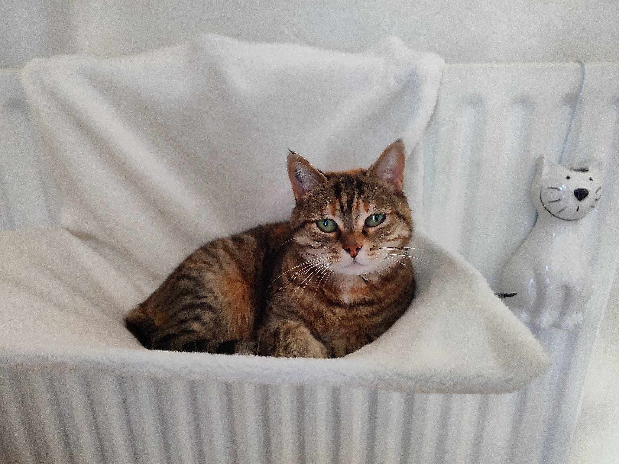 Fifille participe au concours pour gagner de l'argent avec cette photo : bed, bedding, carnivore, cat, cat_supply, comfort, domestic_short_haired_cat, fawn, felidae, fur, grey, linens, paw, pet_supply, small_to_medium_sized_cats, snout, tail, whiskers, white, window