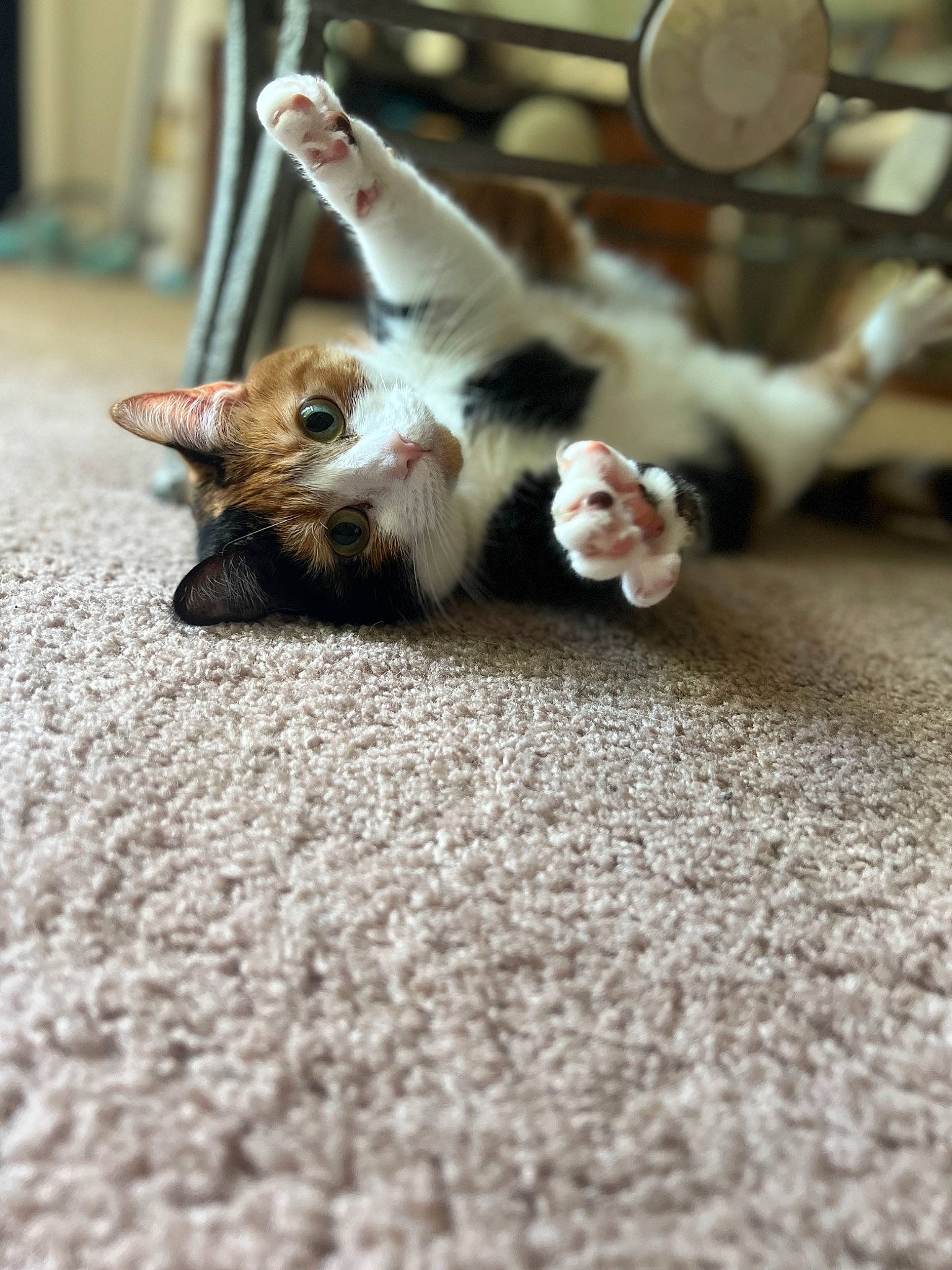 April is registered to the contest to win money with this photo: asphalt, carnivore, cat, companion_dog, dog_breed, domestic_short_haired_cat, fawn, felidae, flooring, fur, mammal, mechanical_fan, paw, road_surface, small_to_medium_sized_cats, snout, tail, vertebrate, whiskers, wood