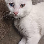 Outlaw joined the competition — help win amazing prizes! cat, white_cat, heterochromia, blue_eye, green_eye, pink_nose, pink_paw_pads, whiskers, fur, pet, animal, indoor, relaxed, lying_down, close_up, mammal, cute, domestic_animal, paw, mat