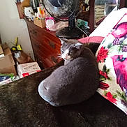 Jujube is registered to the contest to win money with this photo: cat, gray_cat, furniture, blanket, pillow, floral_pattern, dresser, fan, indoor, pet, cozy, resting, household_items, wooden_furniture, clutter, mirror, box, cardboard, domestic, relaxation