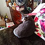 cat, gray_cat, furniture, blanket, pillow, floral_pattern, dresser, fan, indoor, pet, cozy, resting, household_items, wooden_furniture, clutter, mirror, box, cardboard, domestic, relaxation