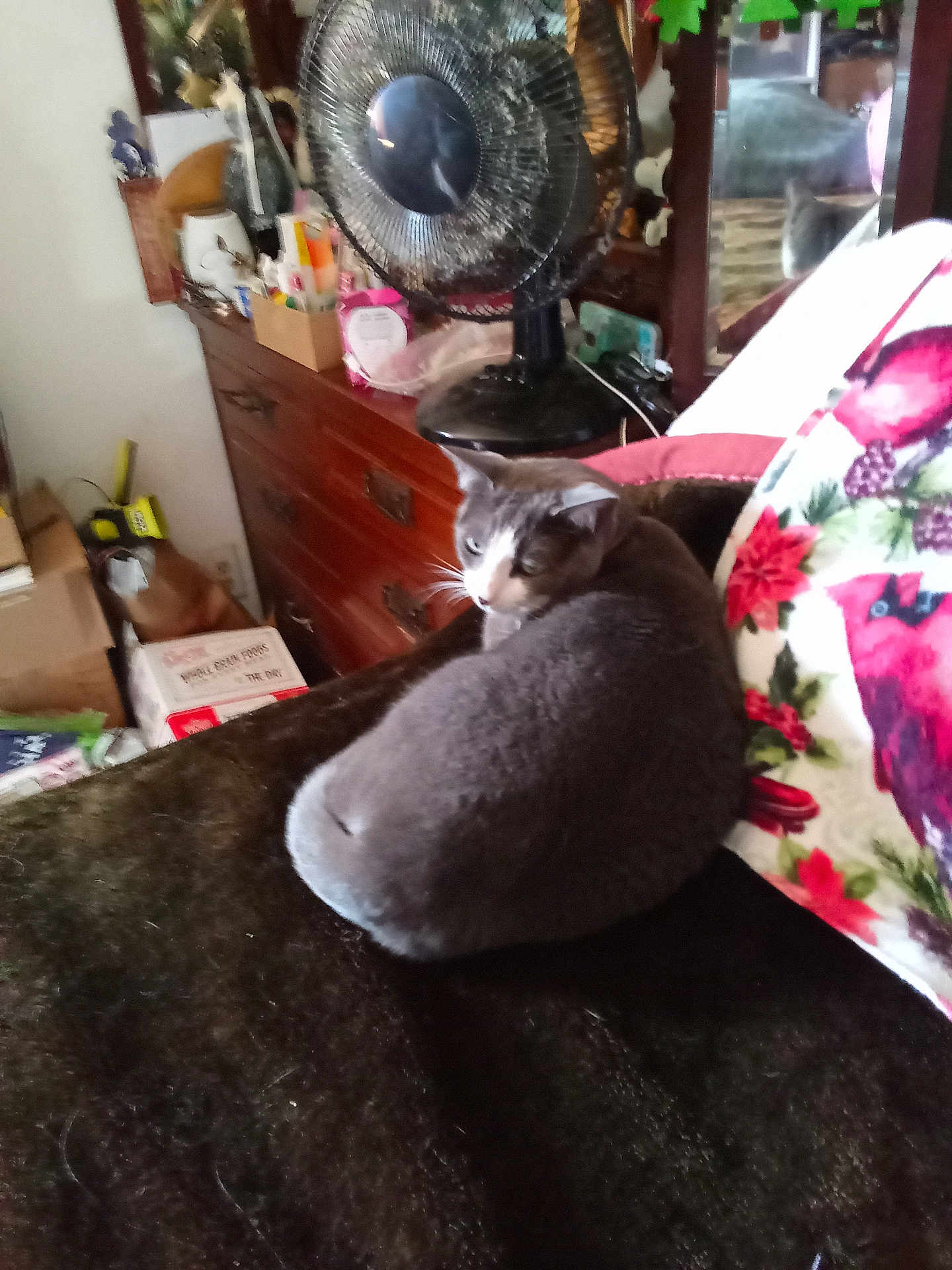 Jujube is registered to the contest to win money with this photo: cat, gray_cat, furniture, blanket, pillow, floral_pattern, dresser, fan, indoor, pet, cozy, resting, household_items, wooden_furniture, clutter, mirror, box, cardboard, domestic, relaxation