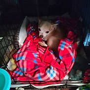 Duke is registered to the contest to win money with this photo: dog, blanket, cage, pet_bed, plaid, indoor, toy, water_bowl, floor, resting, small_dog, cozy, animal, fur, looking_up, red, blue, brown, black, home