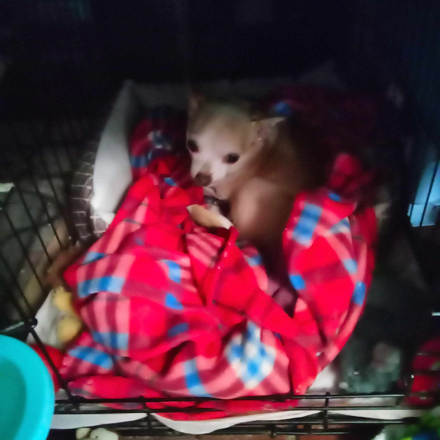 Duke is registered to the contest to win money with this photo: animal, black, blanket, blue, brown, cage, cozy, dog, floor, fur, home, indoor, looking_up, pet_bed, plaid, red, resting, small_dog, toy, water_bowl