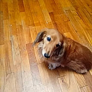 Gertie is registered to the contest to win money with this photo: dog, brown_dog, wooden_floor, pet, animal, canine, fur, indoor, looking_up, small_dog, flooring, curious, ears, cute, companion, domestic_animal, house, furry, friendly, blur