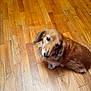 dog, brown_dog, wooden_floor, pet, animal, canine, fur, indoor, looking_up, small_dog, flooring, curious, ears, cute, companion, domestic_animal, house, furry, friendly, blur